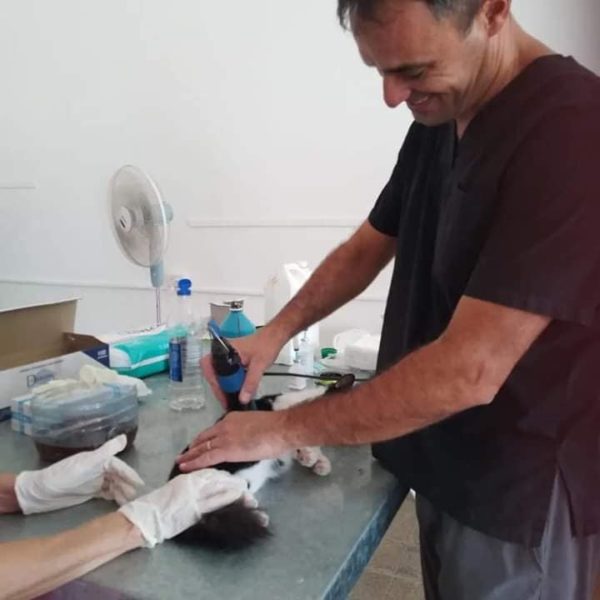 Morteros continúa promoviendo las castraciones masivas y gratuitas de mascotas