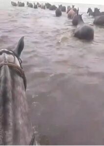 Crítica situación en la costa del Dulce y bañados “Necesitan pasturas para animales”