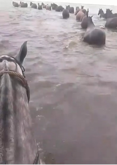 Crítica situación en la costa del Dulce y bañados “Necesitan pasturas para animales”