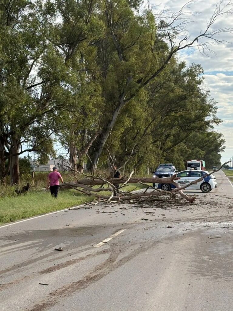 San Francisco 🚨Daños materiales registrados tras la caída de un eucaliptus