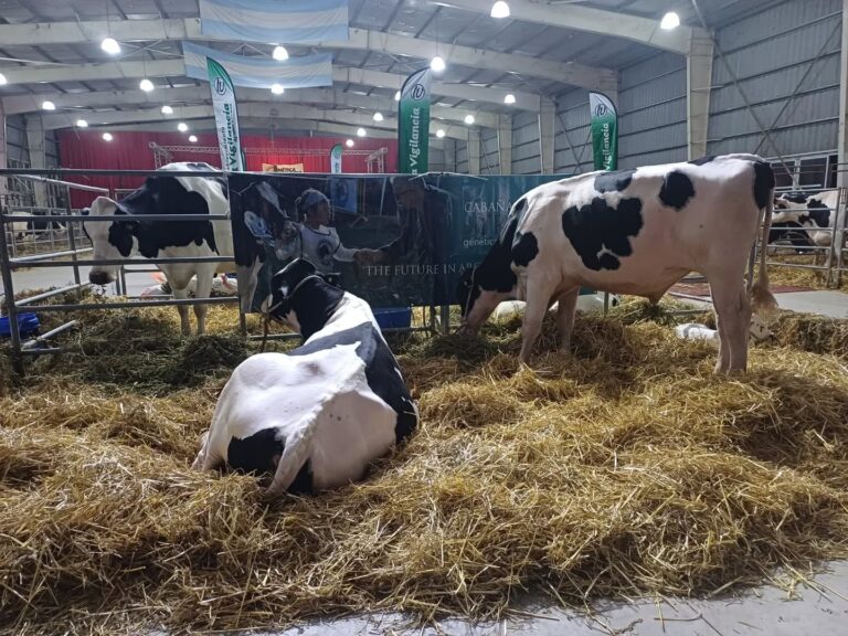 Exitoso remate de Genética Ganadera en Sociedad Rural de Morteros