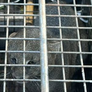 San Francisco🚨Resguardan a un yaguarete hallado en barrio Savio