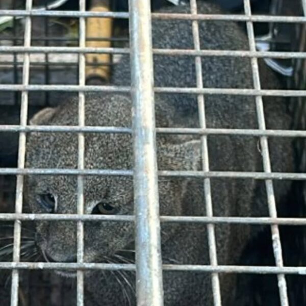 San Francisco🚨Resguardan a un yaguarete hallado en barrio Savio