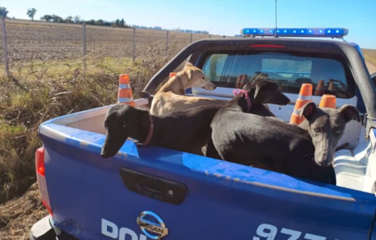 Las Varillas 🚨 Cazaban en un campo y terminaron detenidos