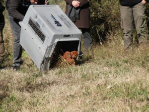 Experiencia inédita en Córdoba: liberan un yaguarundí con collar de rastreo satelital