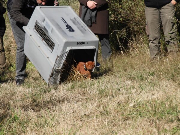 Experiencia inédita en Córdoba: liberan un yaguarundí con collar de rastreo satelital