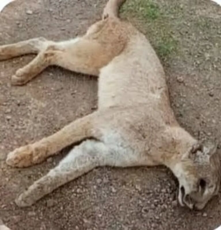 Ruta 17👉Otro hallazgo de fauna autóctona muerto