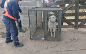 ⚖️🐺PERROS JUDICIALIZADOS en el REFUGIO MUNICIPAL