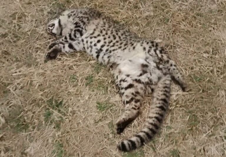 Morteros: Hallaron un gato montés muerto en apariencia embestido