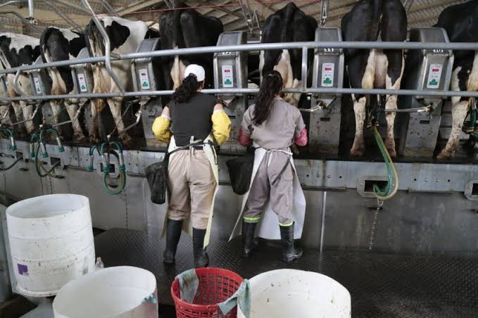 Lecheros advierten por la compleja situación del sector productivo