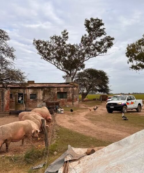 La Provincia inspeccionó establecimientos porcinos y restringió el traslado de 200 animales
