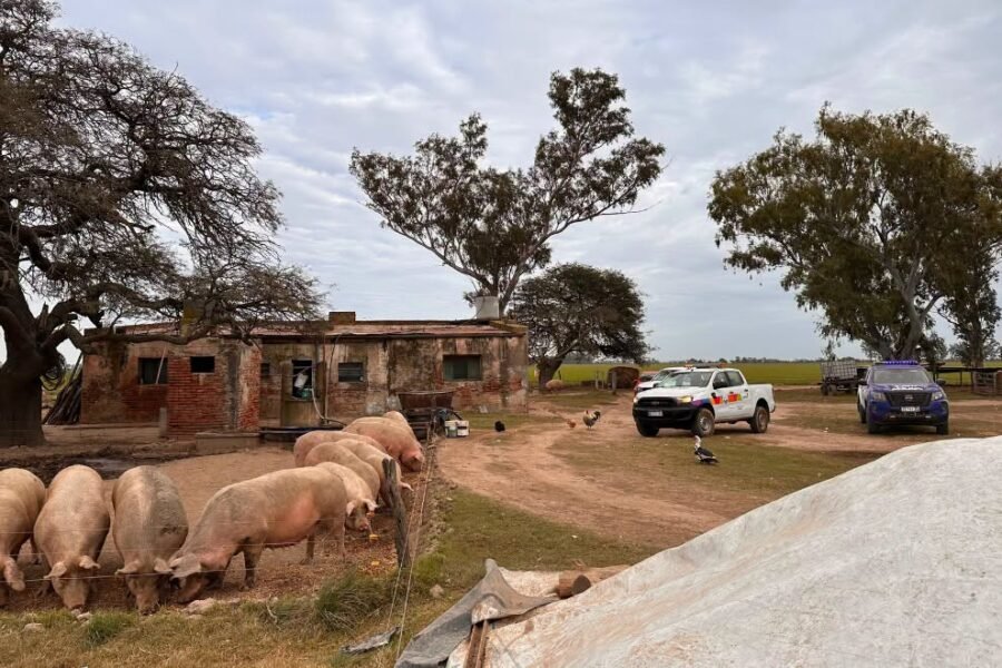 La Provincia inspeccionó establecimientos porcinos y restringió el traslado de 200 animales