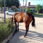 Vecinos dieron protección a un caballo que apareció en la vía pública