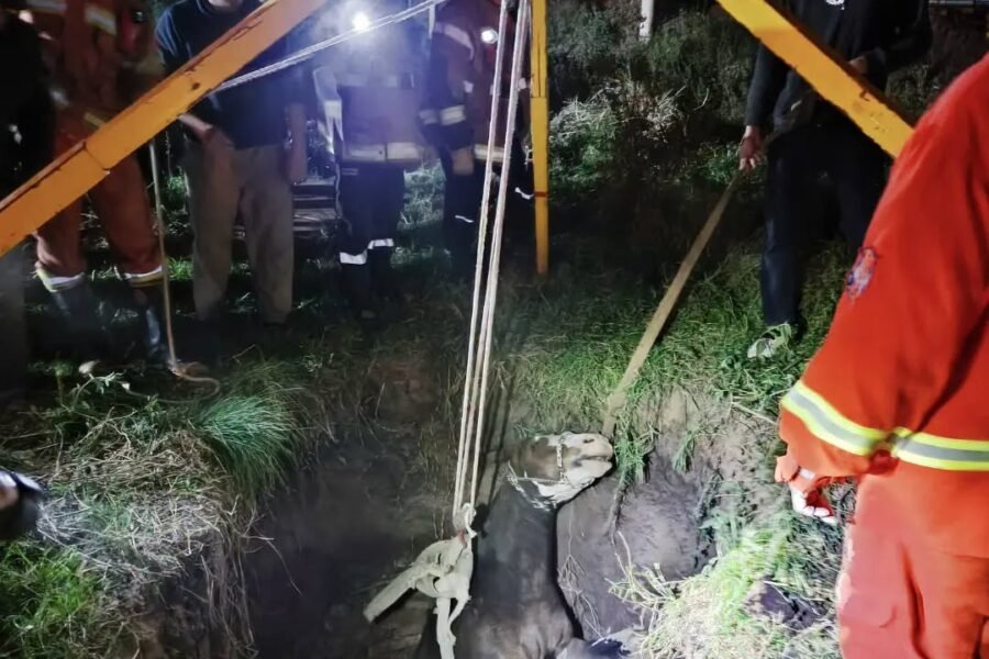 Rescataron a un caballo que había caído a un pozo ciego