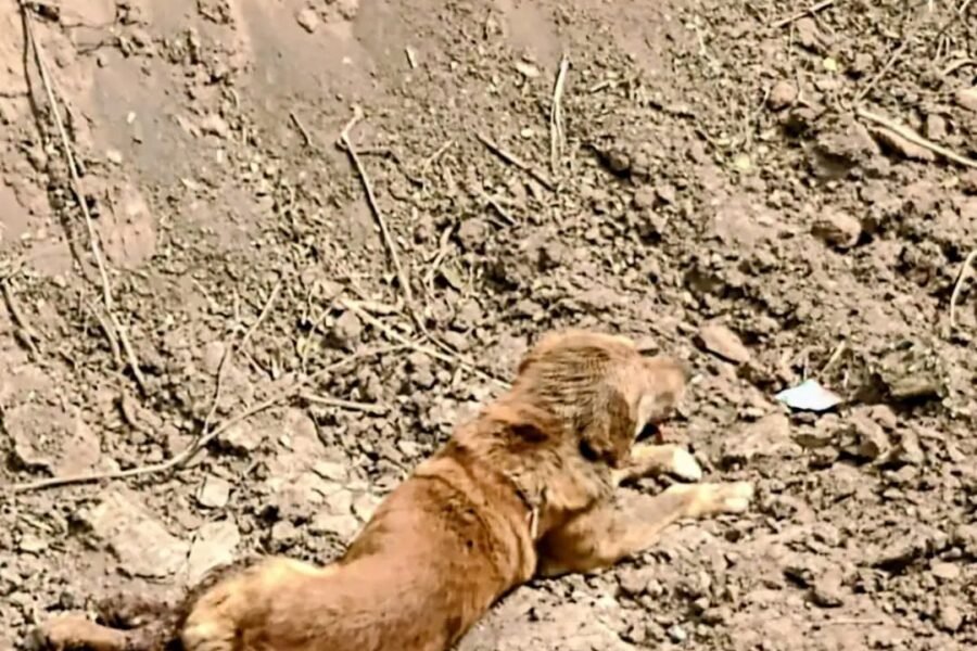 Morteros 🐶 Rescataron a un perrito caído en un canal▪️