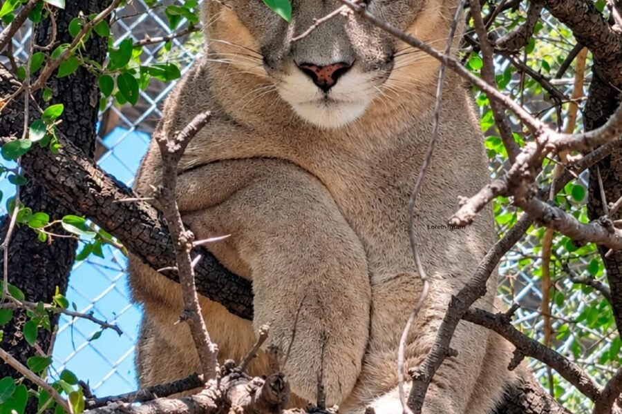 IRMA, la puma que fue trasladada desde Morteros