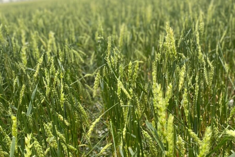 El granizó afectó algunos lotes de cultivos en la región
